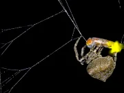 Păianjenii forțează licuricii masculi să emită un „apel de împerechere” fatal pentru a atrage mai multe victime