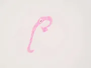 Acest parazit oprește durerea ca să te poată invada. Cercetătorii vor să-l folosească drept tratament în locul opiodelor parazit oprește durerea