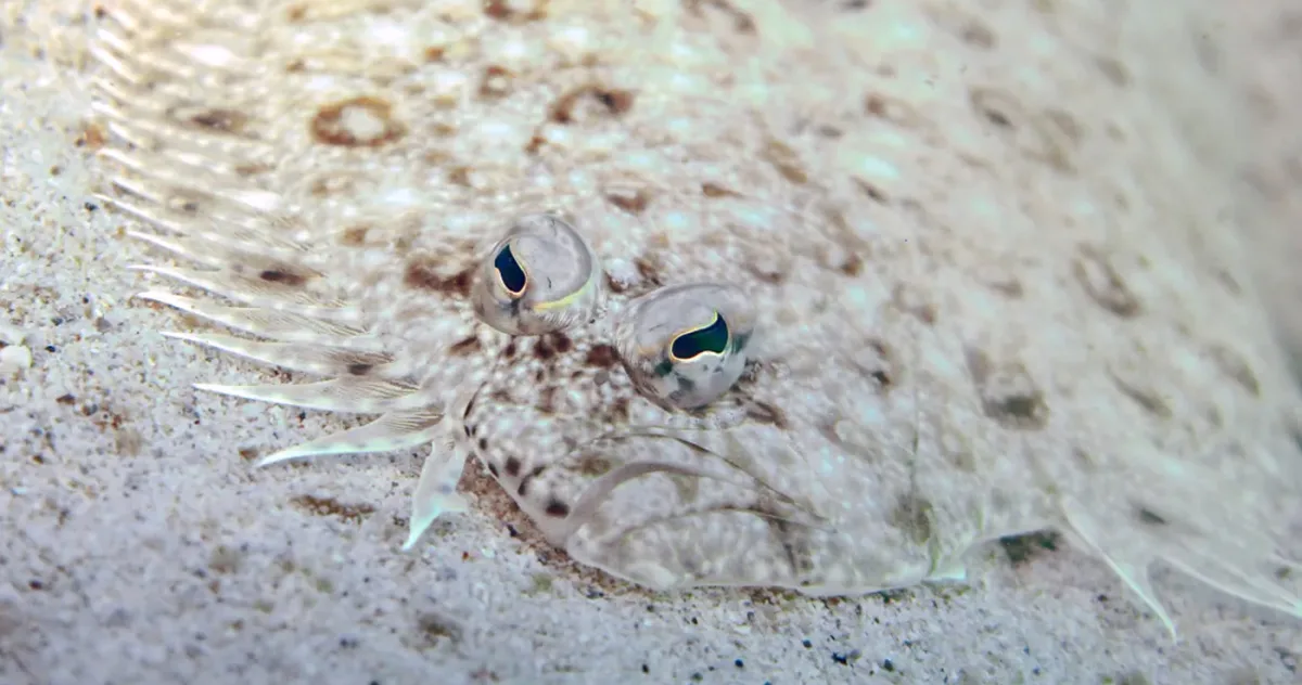 peste ochi pe aceeasi parte