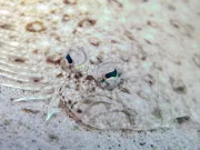 Acest pește are doi ochi pe aceeași parte a feței. Dar nu așa se naște. Motivul este fascinant Acest pește are doi ochi pe aceeași parte a feței. Dar nu așa se naște