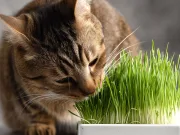 De ce mănâncă pisicile și câinii iarbă? Răspunsul este surprinzător de complex De ce mănâncă pisicile și câinii iarbă