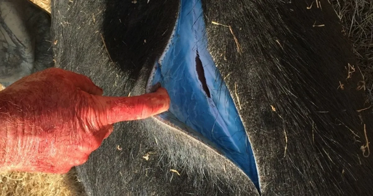 porci albastri california