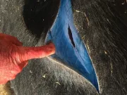 O toxină bizară face ca porcii sălbatici din California să devină „albastru neon” pe interior O toxină bizară face ca porcii sălbatici din California să devină „albastru neon” pe interior