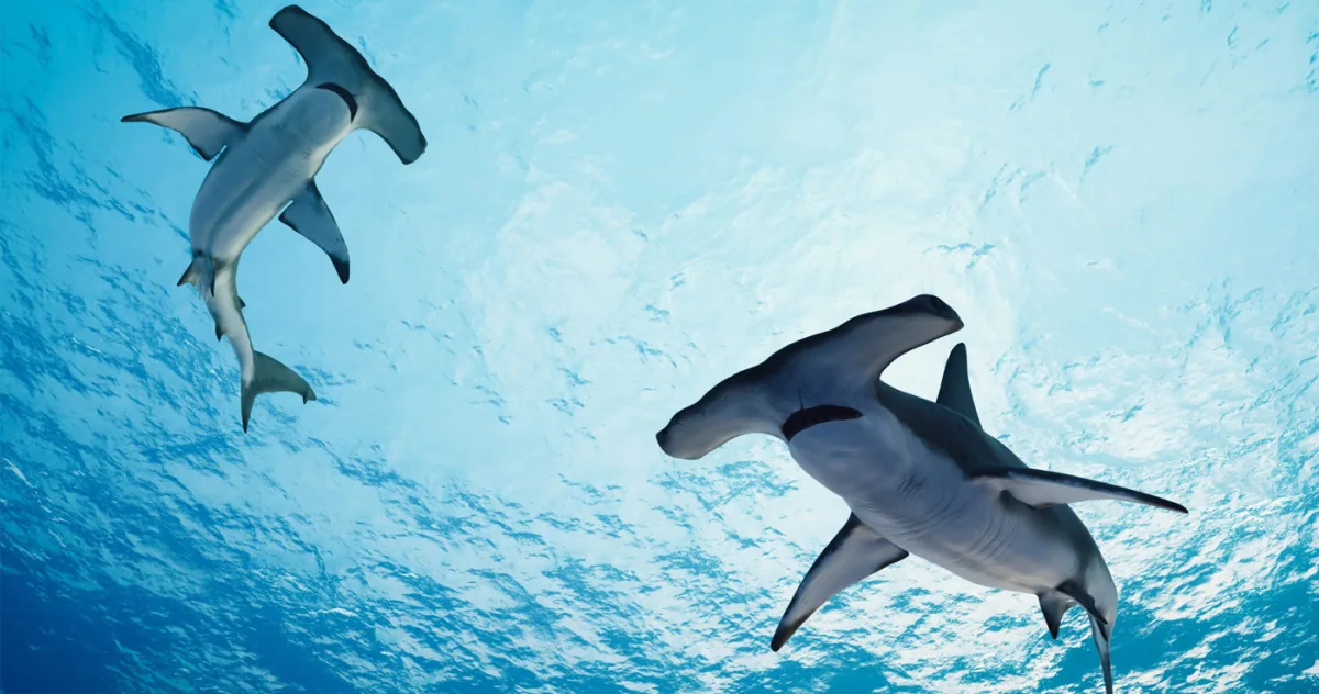 rechin cap de ciocan