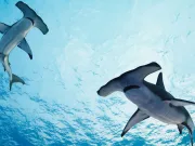 Știința explică: de ce au rechinii-ciocan o formă atât de bizară a capului