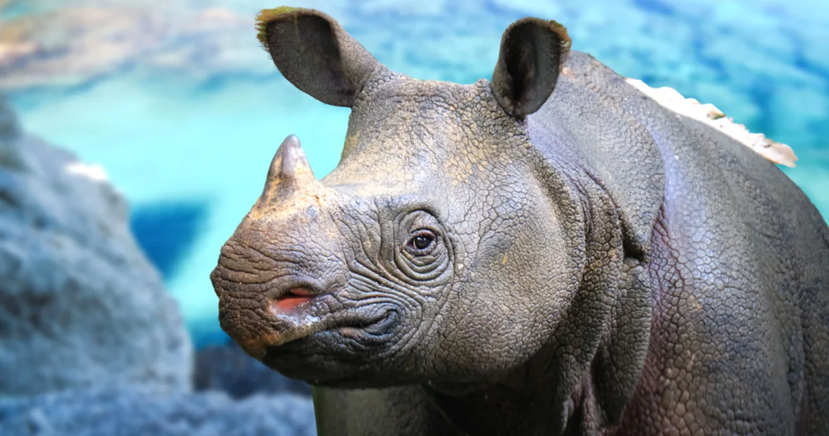cel mai rar rinocer, aproape dispărut din cauza lăcomiei