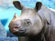 cel mai rar rinocer, aproape dispărut din cauza lăcomiei