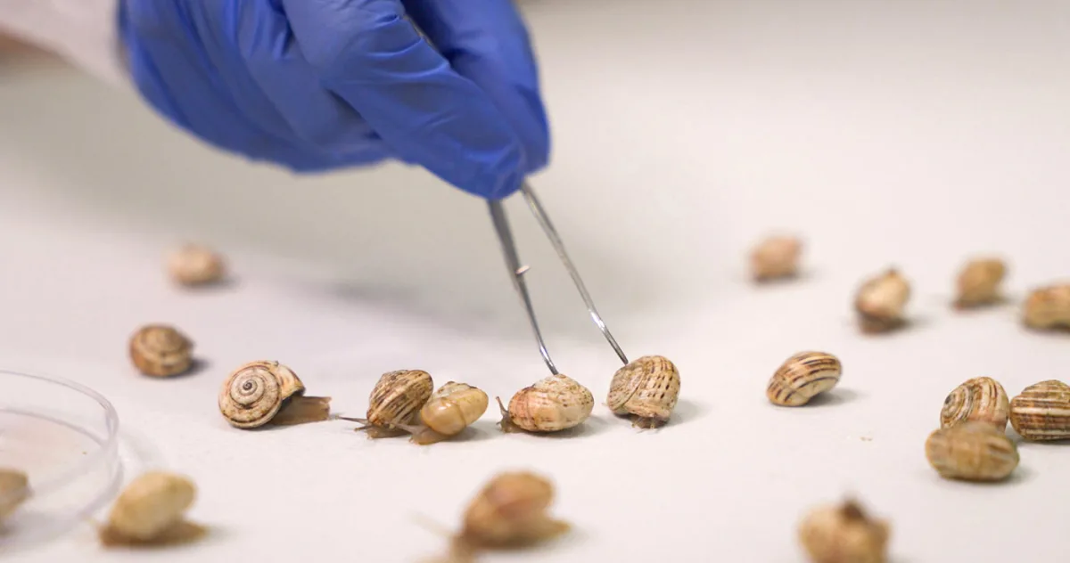 Evoluția în acțiune: un melc obișnuit a dezvoltat o superputere neașteptată pentru a neutraliza toxinele