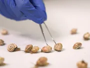 Evoluția în acțiune: un melc obișnuit a dezvoltat o superputere neașteptată pentru a neutraliza toxinele