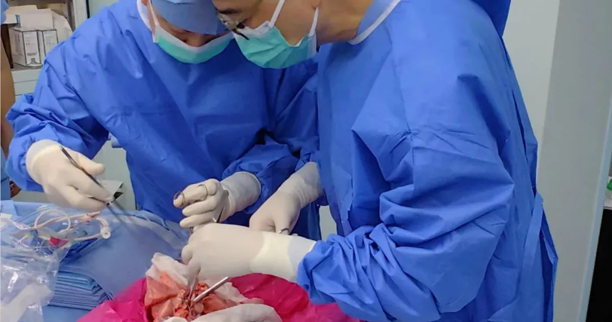 Primul transplant de plămân de la porc la om încercat pe o persoană în stare de moarte cerebrală