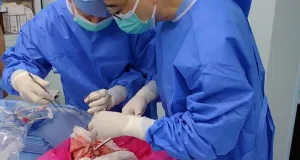 Primul transplant de plămân de la porc la om încercat pe o persoană în stare de moarte cerebrală