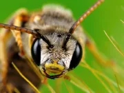 Medicii i-au spus că nu mai are nicio șansă, dar un atac al albinelor a vindecat-o de Lyme. Acum, știința explică fenomenul