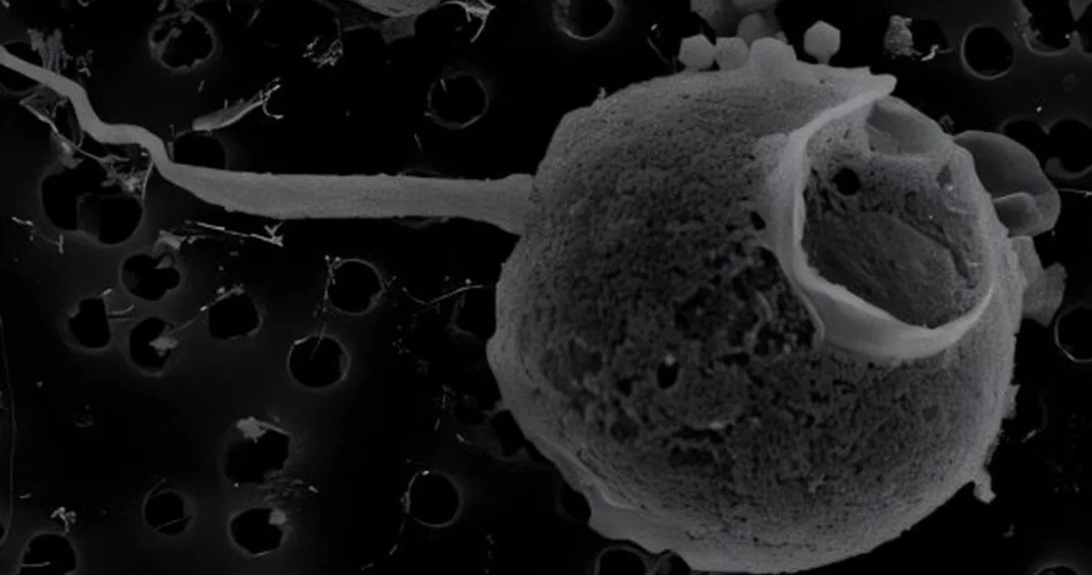 Bizar: Un virus cu o coadă uriașă tocmai a fost descoperit în adâncurile oceanului