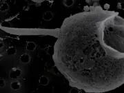 Bizar: Un virus cu o coadă uriașă tocmai a fost descoperit în adâncurile oceanului