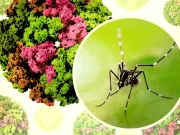 Alertă medicală: un virus fără tratament specific se răspândește. Ce trebuie să știi despre virusul Chikungunya înainte să devină o problemă și la noi Alertă medicală: un virus fără tratament specific se extinde global. Ce trebuie să știi despre virusul Chikungunya înainte să devină o problemă și la noi