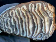 Cel mai vechi ADN microbian din lume, descoperit în oase de mamut de peste 1 milion de ani Cel mai vechi ADN microbian din lume, descoperit în oase de mamut de peste 1 milion de ani