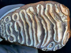 Cel mai vechi ADN microbian din lume, descoperit în oase de mamut de peste 1 milion de ani Cel mai vechi ADN microbian din lume, descoperit în oase de mamut de peste 1 milion de ani