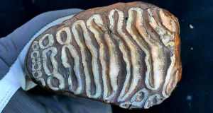 Cel mai vechi ADN microbian din lume, descoperit în oase de mamut de peste 1 milion de ani