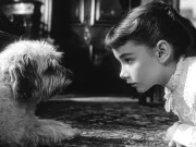 Tragedia uitată: de ce Marea Britanie și-a ucis peste 750.000 de animale de companie în 1939 Tragedia uitată: de ce Marea Britanie și-a ucis peste 750.000 de animale de companie în 1939