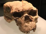 craniu de 1 milion de ani