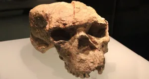 craniu de 1 milion de ani