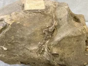 Un cap mumificat de 350 de ani nu este ceea ce pare. Povestea sa reală, despre un ritual extrem, abia acum a fost descoperită cap mumificat de 350 de ani