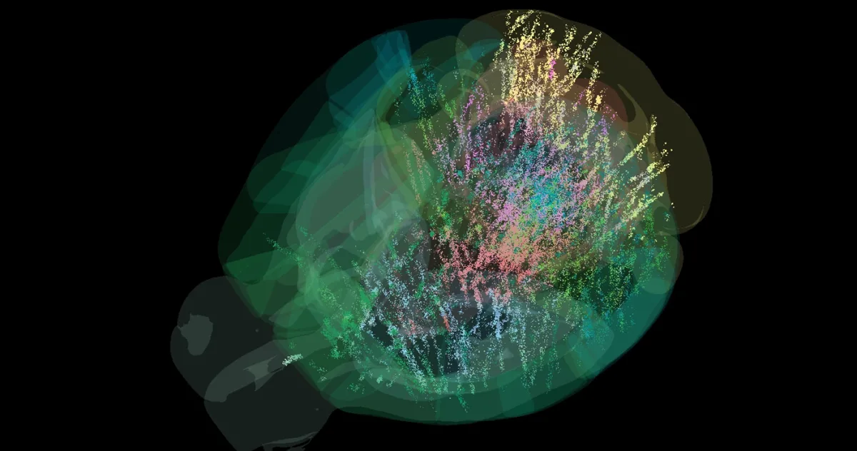 hartă gigantică a creierului