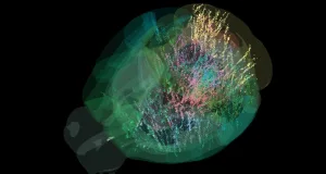 hartă gigantică a creierului