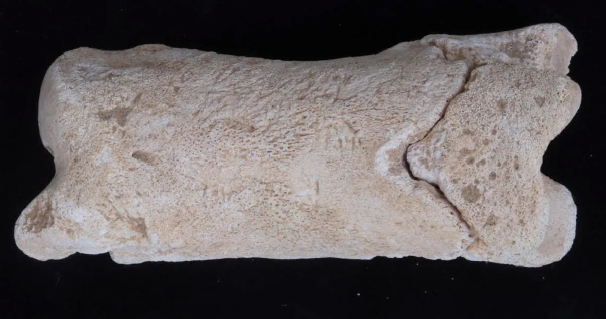 Obiectul banal, dar esențial, pe care îl purta orice polițist din Egiptul antic.