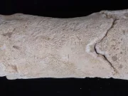 Obiectul banal, dar esențial, pe care îl purta orice polițist din Egiptul antic. A fost descoperit intact după 3 milenii Obiectul banal, dar esențial, pe care îl purta orice polițist din Egiptul antic.