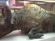 Festinul din Epoca de Gheață: oamenii de știință au mâncat un bizon de 50.000 de ani. Ce gust a avut?