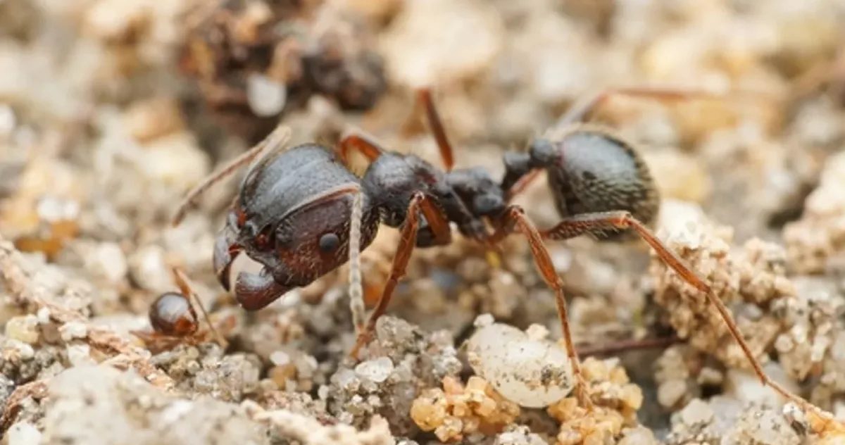 specia de furnici care naște puii altei specii