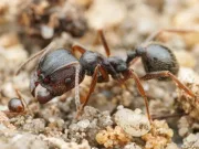 Natura tocmai a încălcat o regulă fundamentală: specia de furnici care produce puii altei specii specia de furnici care naște puii altei specii