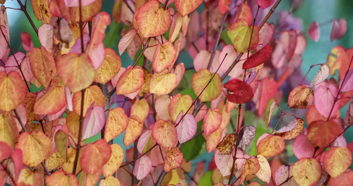 Katsura: delicioșii „copaci-prăjituri”