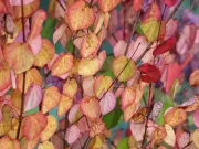 Katsura: delicioșii „copaci-prăjituri” care miros a caramel, vată de zahăr și a toamnă Katsura: delicioșii „copaci-prăjituri”