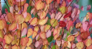 Katsura: delicioșii „copaci-prăjituri”