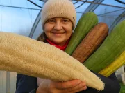 Cum o plantă din Uzbekistan rescrie agricultura în sudul României: lufa, buretele vegetal lufa, buretele vegetal