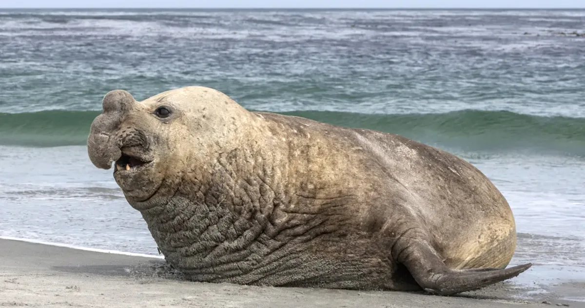 Acesta este cel mai mare carnivor de pe Pământ elefant de mare