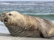 Acesta este cel mai mare carnivor de pe Pământ, un gigant de 4.000 de kilograme Acesta este cel mai mare carnivor de pe Pământ elefant de mare