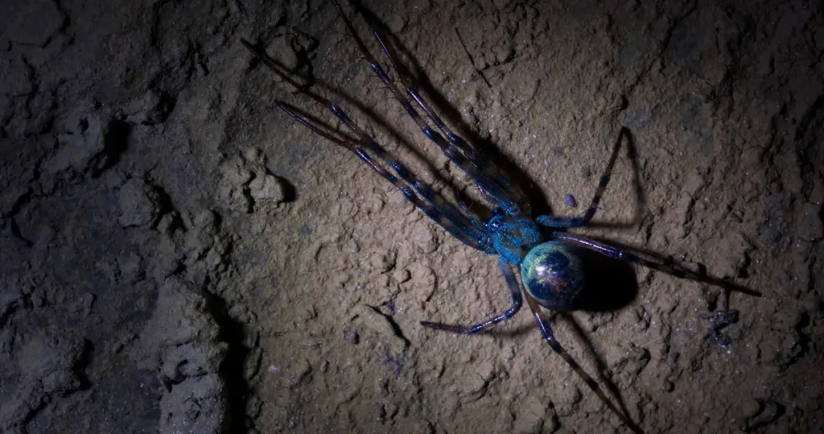 păianjenii de mină