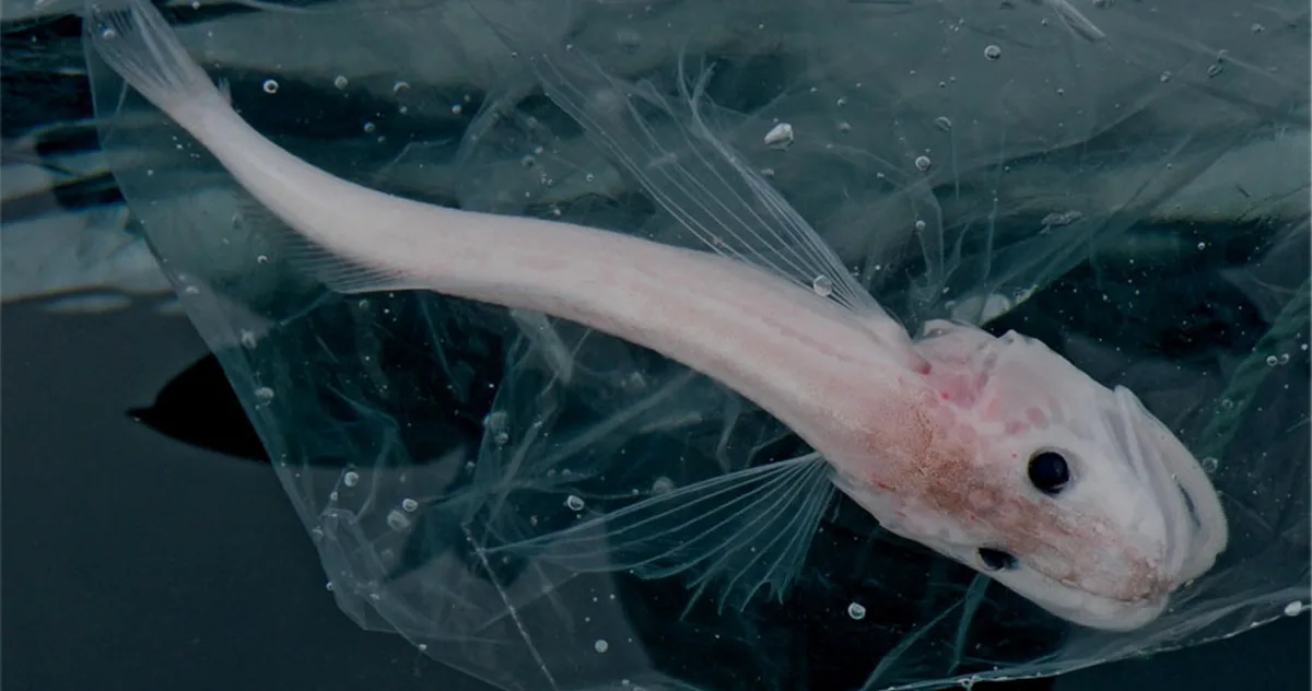 pesti canibali baikal