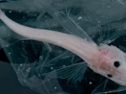 pești canibali in lacul baikal