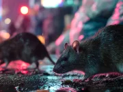 Șobolanii din New York au un limbaj secret. Acum, oamenii de știință au început să-l înțeleagă Șobolanii din New York au un limbaj secret. Acum, oamenii de știință au început să-l înțeleagă