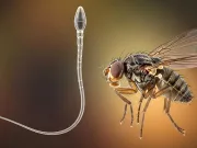 Cel mai lung spermatozoid din lume este de 20 de ori mai mare decât animalul care îl produce Cel mai lung spermatozoid din lume este de 20 de ori mai mare decât animalul care îl produce