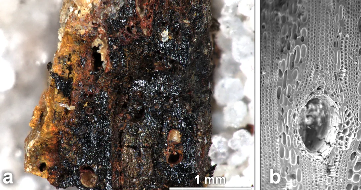 Fragment de cărbune cu concrețiuni de (hidro)oxid de fier
