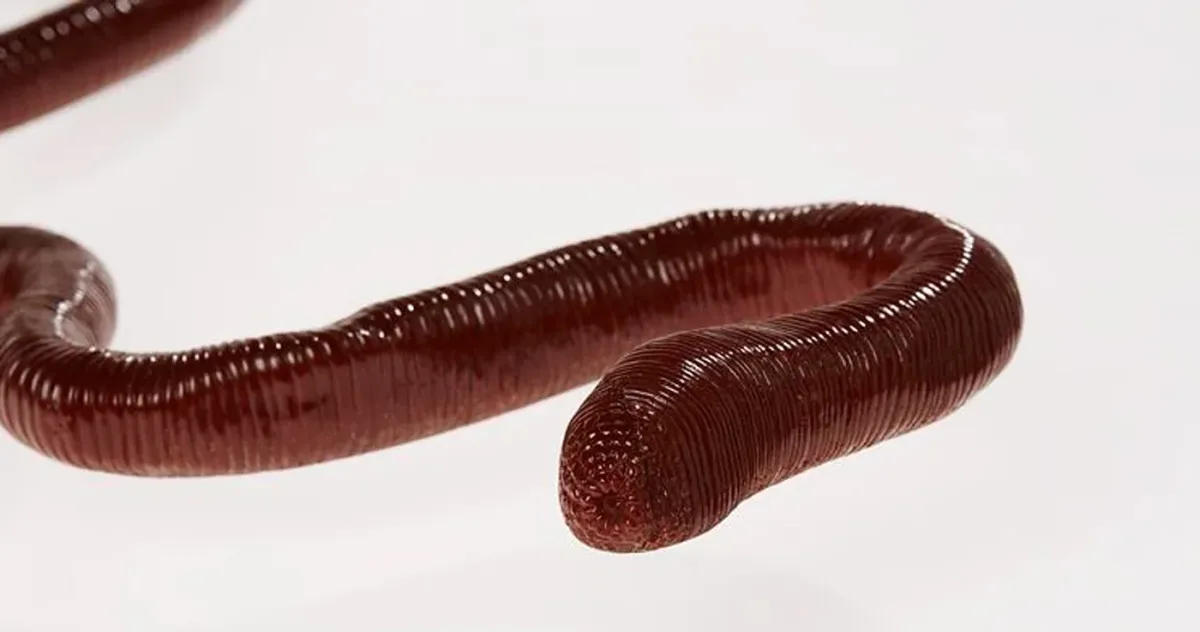 Cea mai mare râmă de pe Pământ? Crește până la 3 metri și scoate niște sunete foarte ciudate