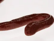 Cea mai mare râmă de pe Pământ? Crește până la 3 metri și scoate niște sunete foarte ciudate Cea mai mare râmă de pe Pământ? Crește până la 3 metri și scoate niște sunete foarte ciudate