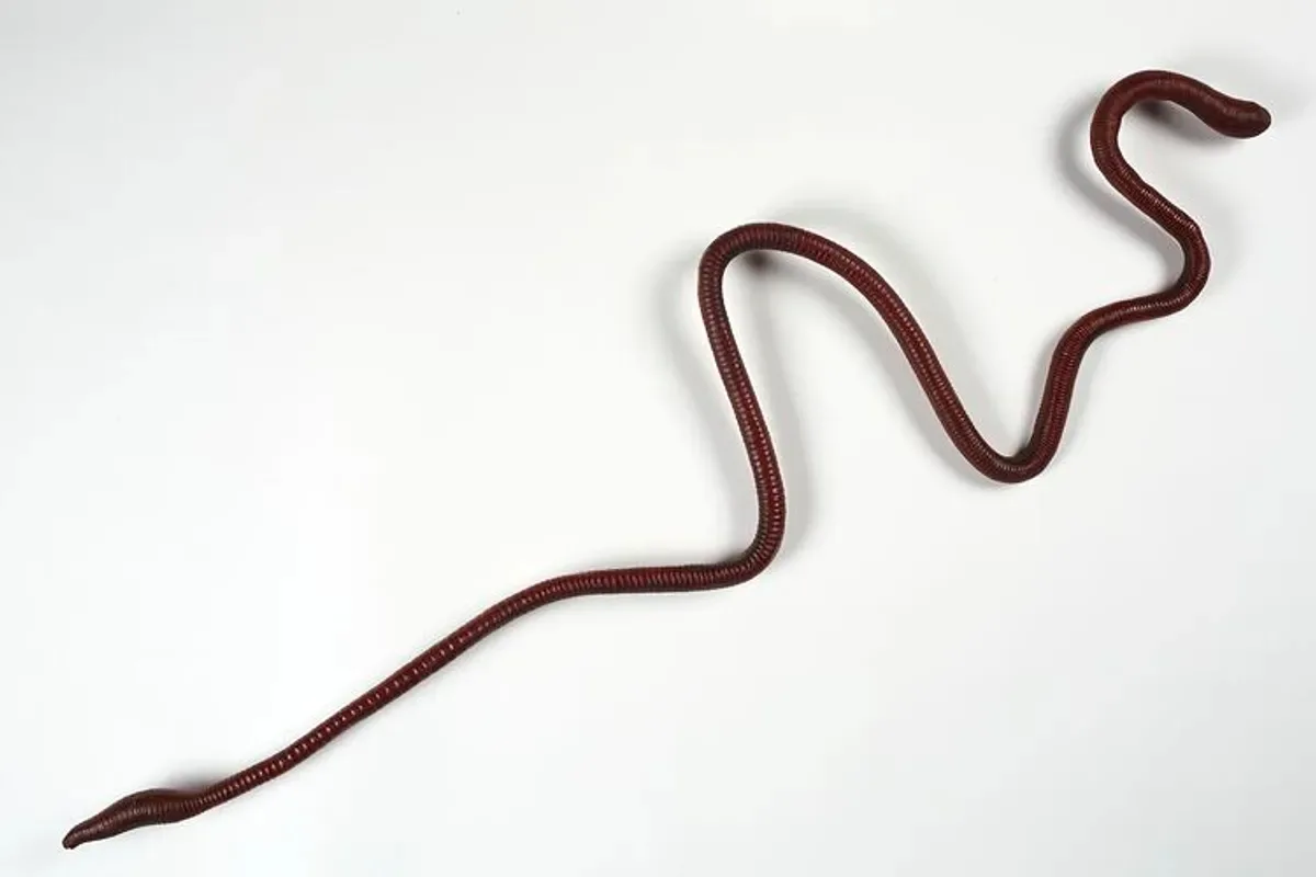 Cea mai mare râmă de pe Pământ? Crește până la 3 metri și scoate niște sunete foarte ciudate