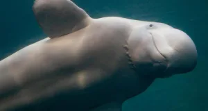 „voci ciudate” provenind de la delfini și balene