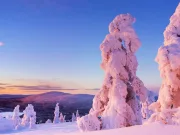 Aurul crește, la propriu, în pomii de Crăciun din Laponia? Ce spune știința Aurul crește, la propriu, în pomii de Crăciun din Laponia